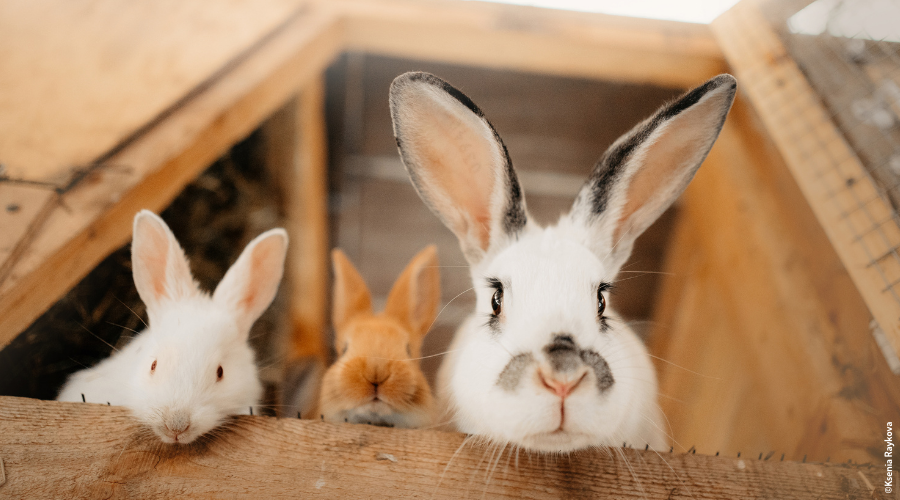 Tapis en chanvre pour lapins- Rabbits World