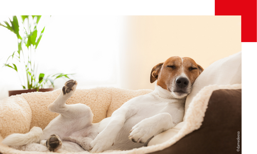 Couchage du chien : comment choisir le bon panier, coussin ou corbeille ?