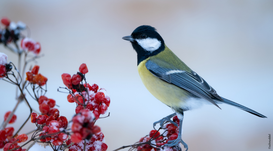 4 astuces pour protéger les oiseaux du jardin en hiver - Médor et Compagnie®