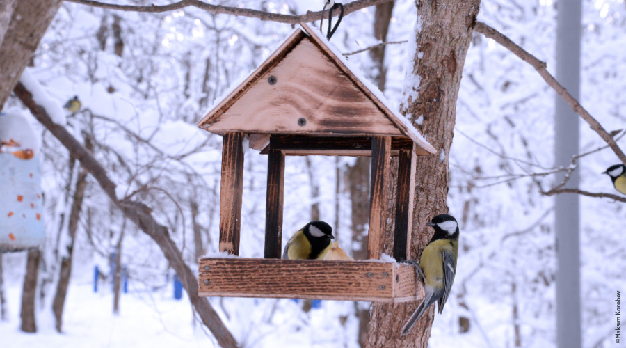 Mangeoires et nichoirs : comment accueillir les oiseaux dans son
