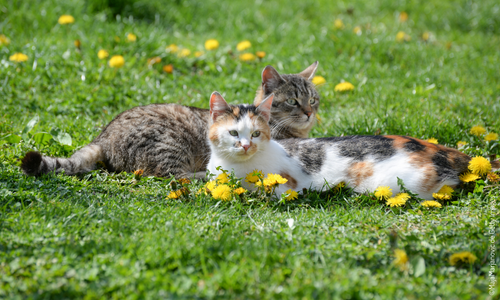 Deux chats dans l'herbe