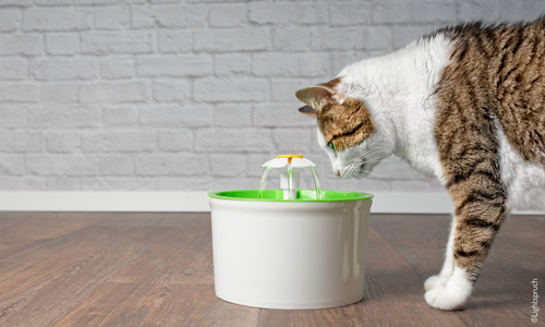 Chat qui regarde une fontaine à eau pour chats