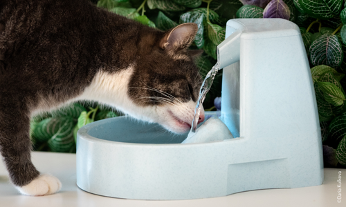 Chat brun qui boit dans une fontaine à eau pour chats