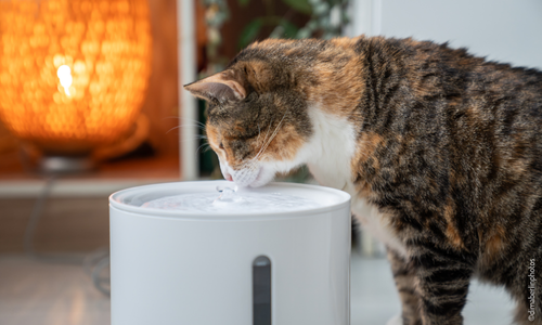 Chat qui boit dans une fontaine à eau blanche pour chats