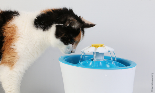 Chat proche d'une fontaine à eau pour chats