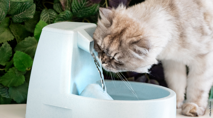 Chat qui boit dans une fontaine à eau pour chats